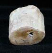 Petrified Wood Limb Section - Madagascar #3357-1